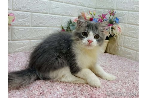 成約済の東京都のラガマフィン-113630の6枚目